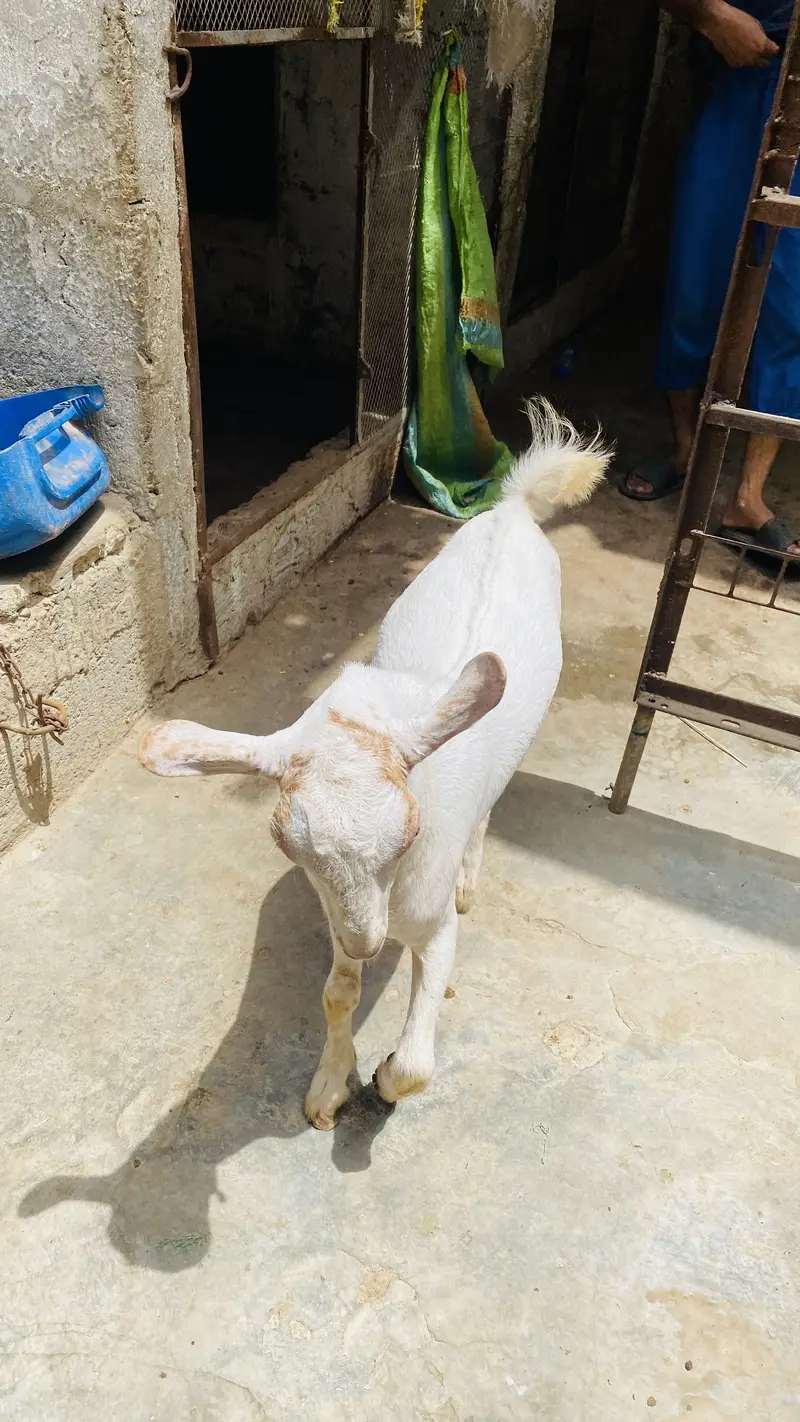 Barbari male bacha age 5months — photo 2