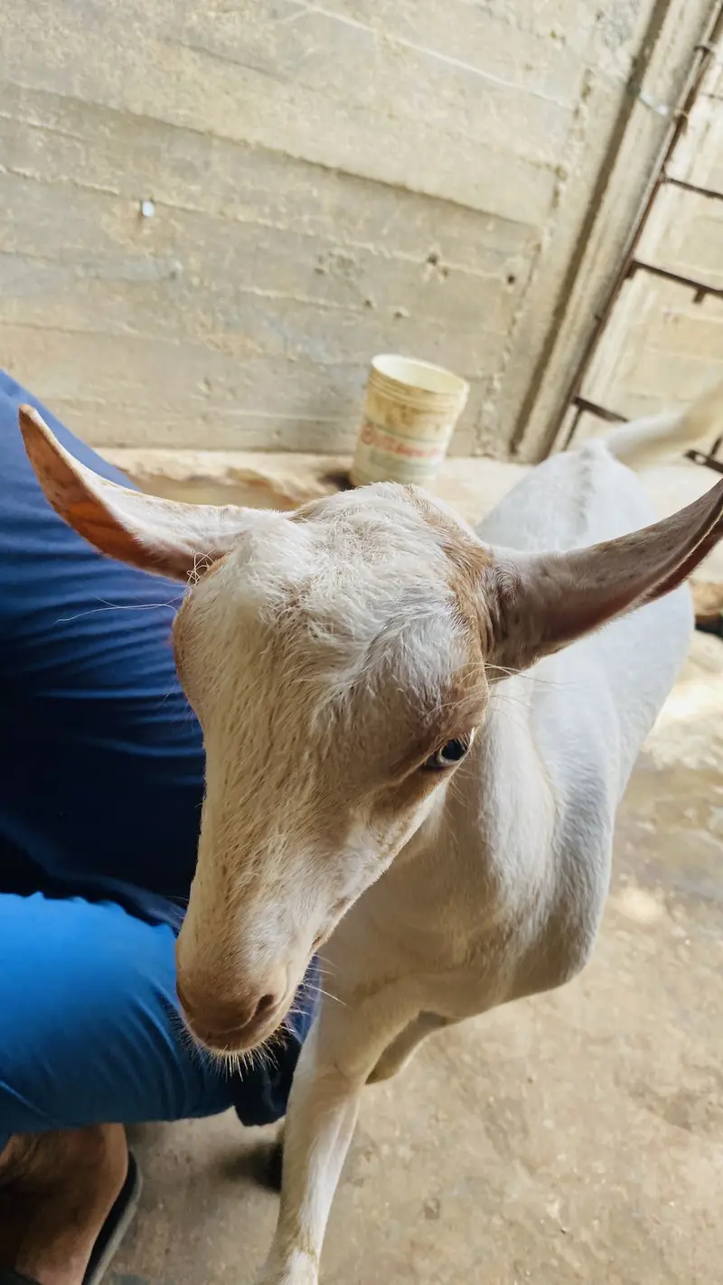 Barbari male bacha age 5months — photo 3