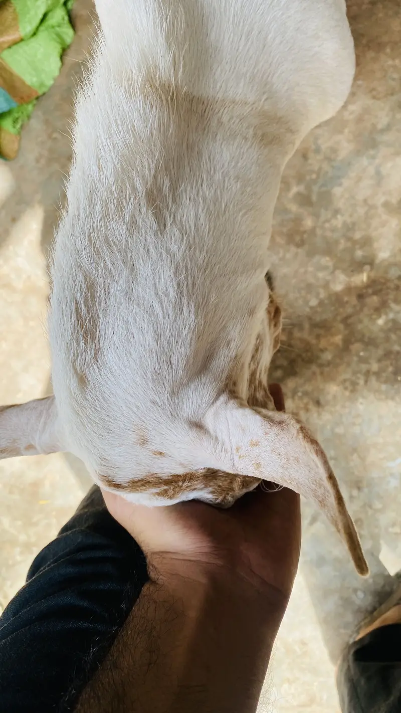 Barbari male bacha age 5months — photo 4
