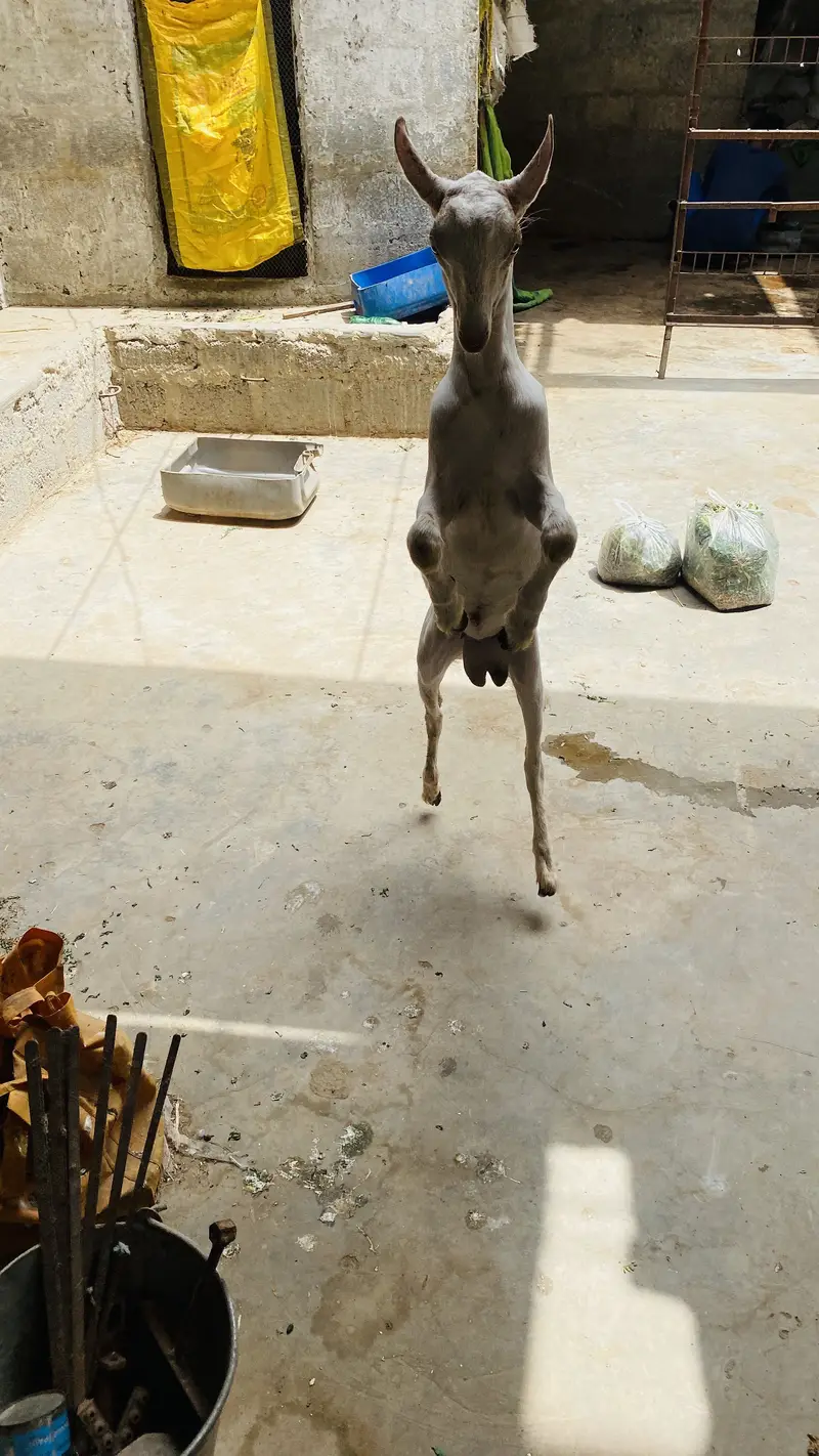 Barbari male bacha age 5months — photo 5