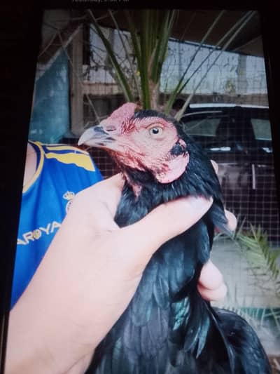 for sale