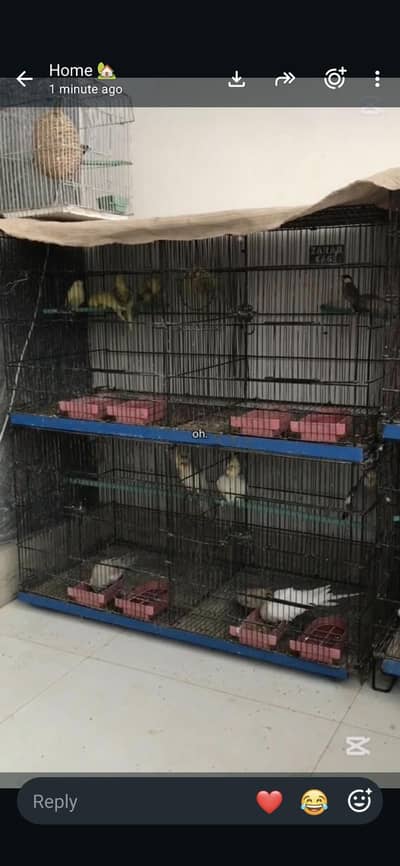 best Cage for sale