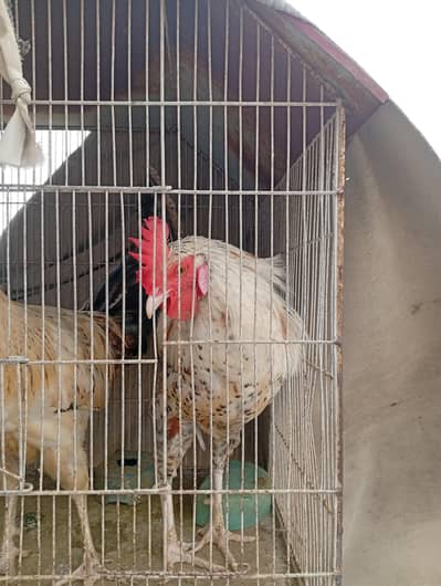 Healthy Active Desi Rooster / Grey Desi Murga For Sale