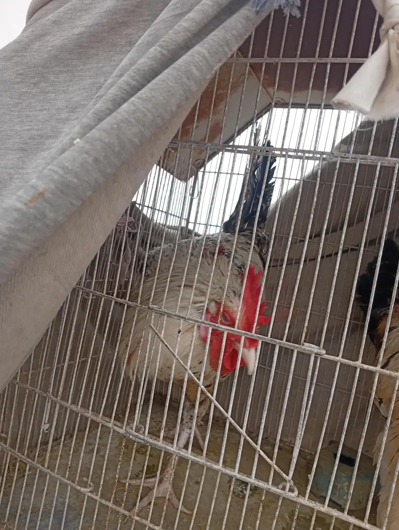 Healthy Active Desi Rooster / Grey Desi Murga For Sale — photo 2