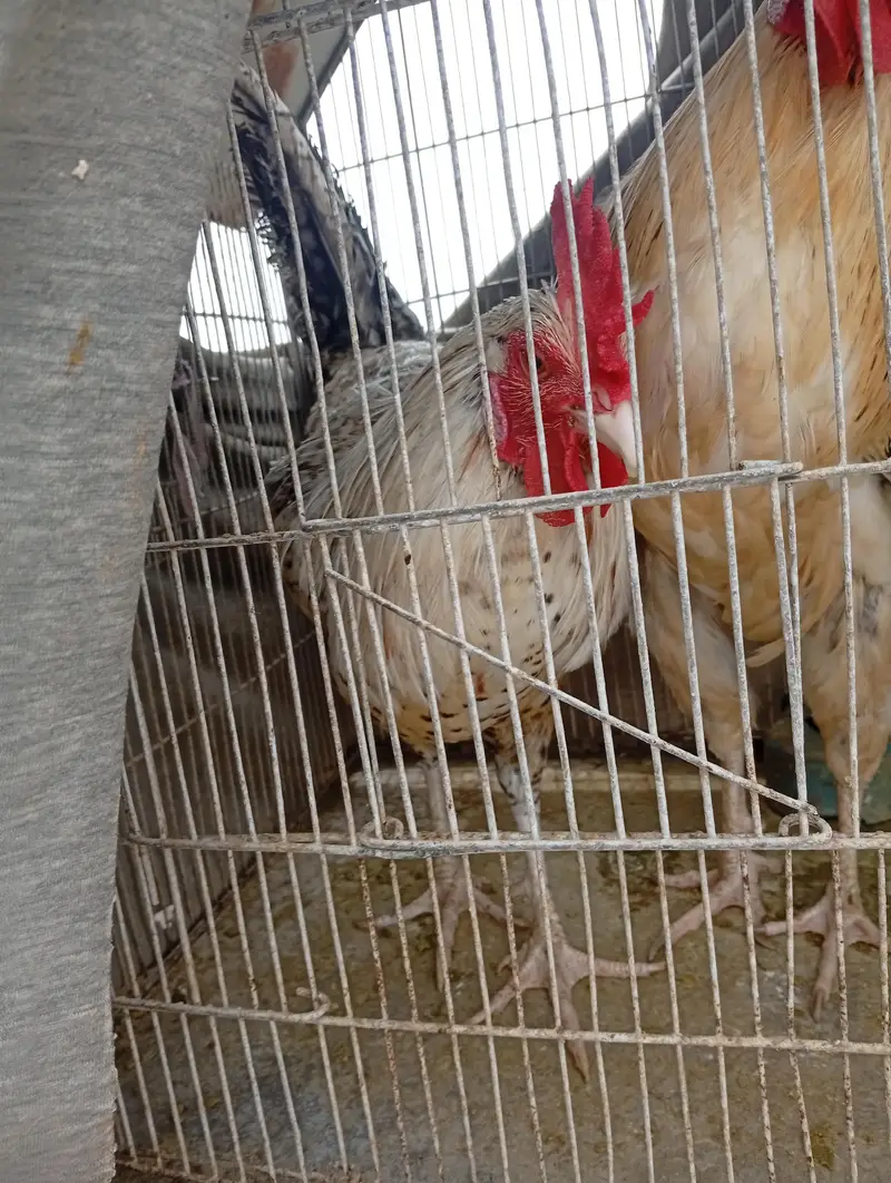 Healthy Active Desi Rooster / Grey Desi Murga For Sale — photo 3