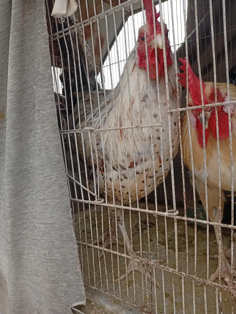 Healthy Active Desi Rooster / Grey Desi Murga For Sale — photo 4
