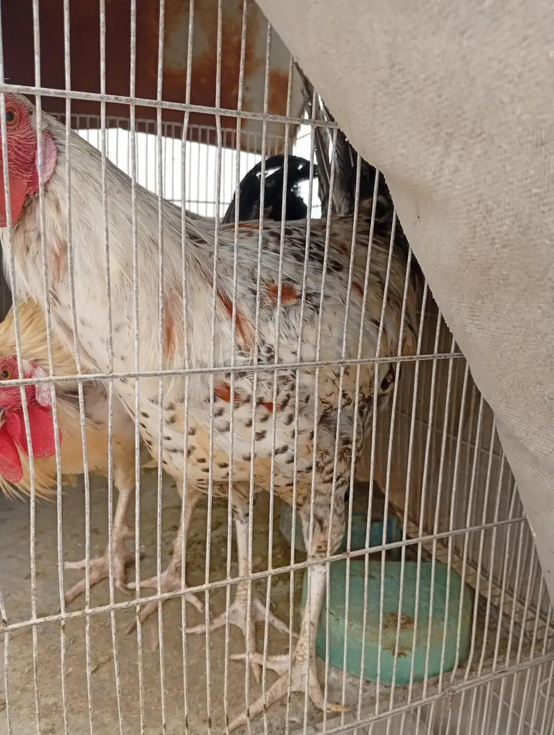 Healthy Active Desi Rooster / Grey Desi Murga For Sale — photo 5