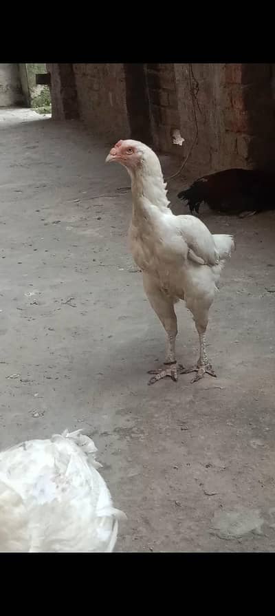 Breeder Hen
