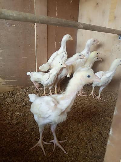 white o shamo chick's for sale