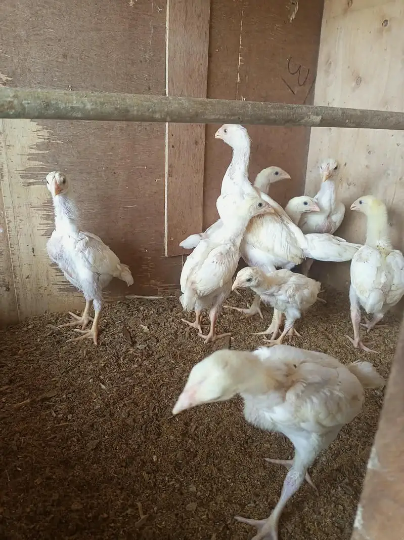 white o shamo chick's for sale — photo 2