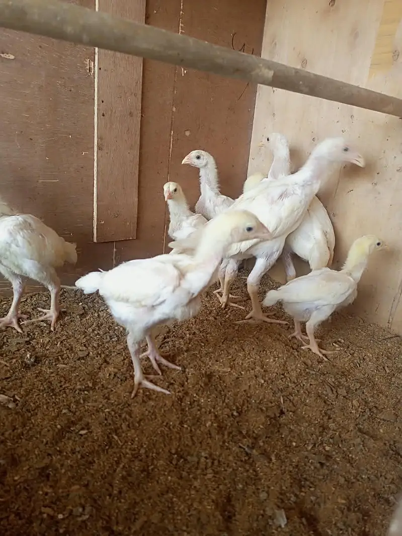 white o shamo chick's for sale — photo 3
