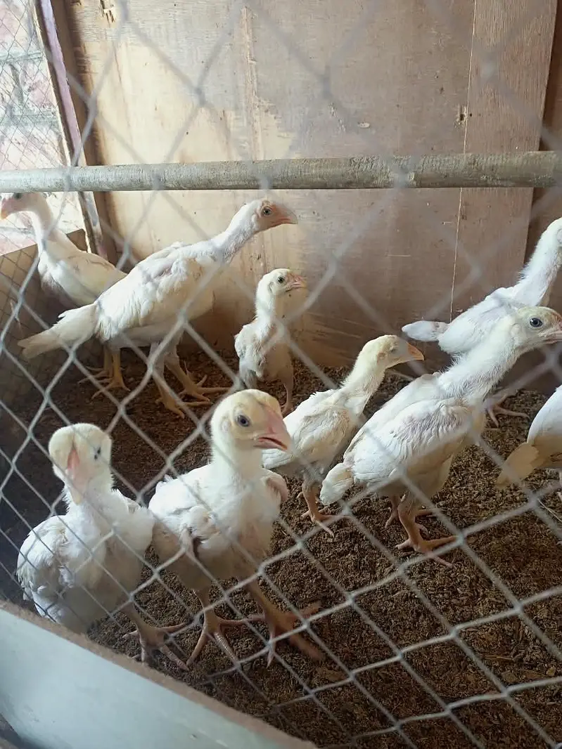 white o shamo chick's for sale — photo 4