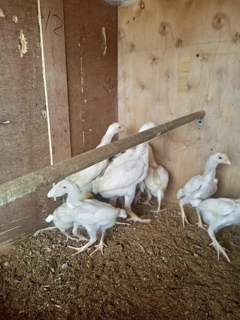 white o shamo chick's for sale — photo 5