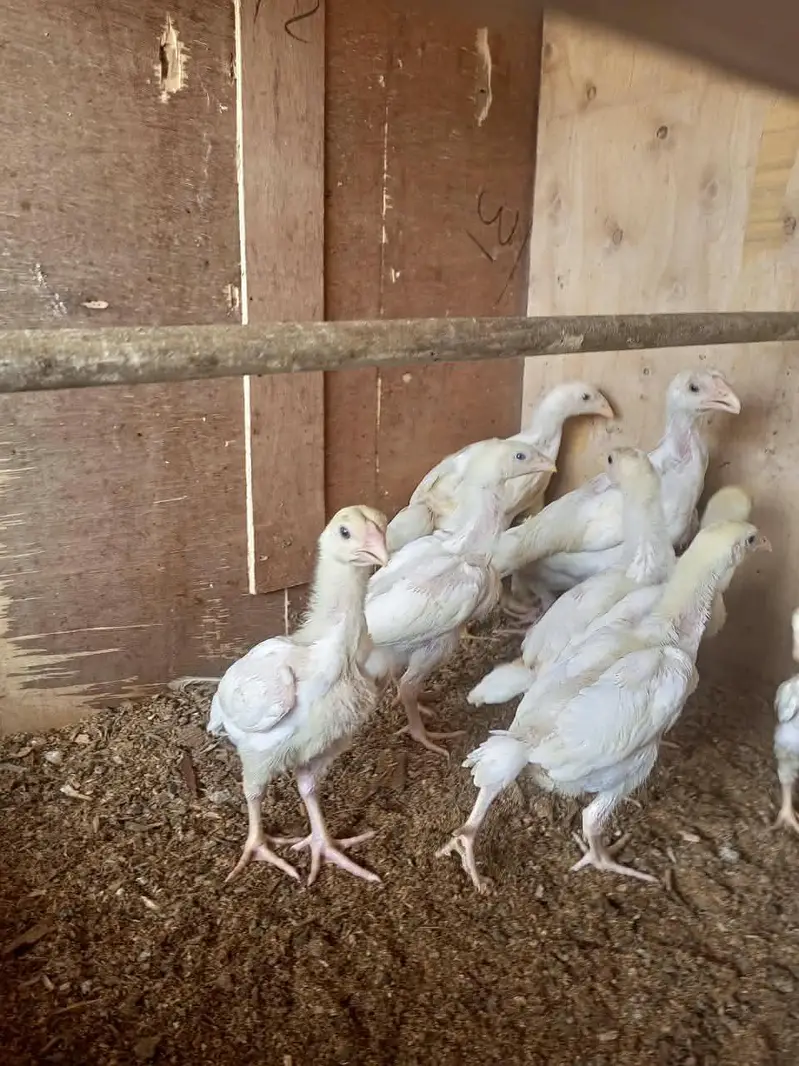 white o shamo chick's for sale — photo 6