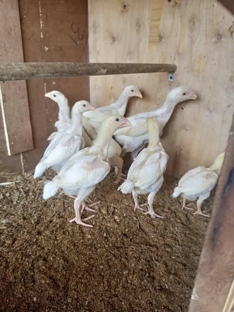 white o shamo chick's for sale — photo 7