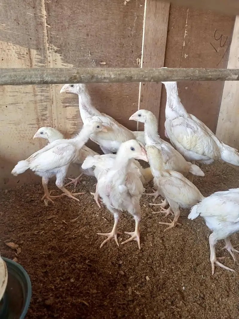 white o shamo chick's for sale — photo 8