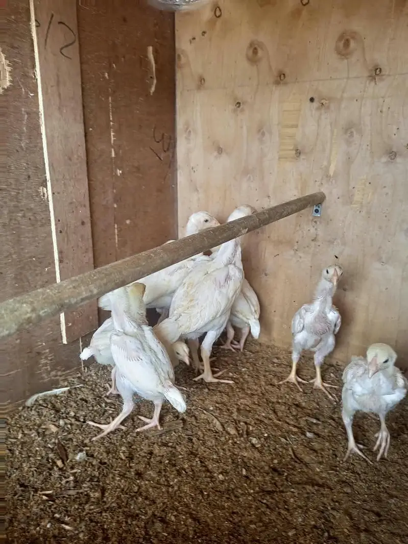 white o shamo chick's for sale — photo 9