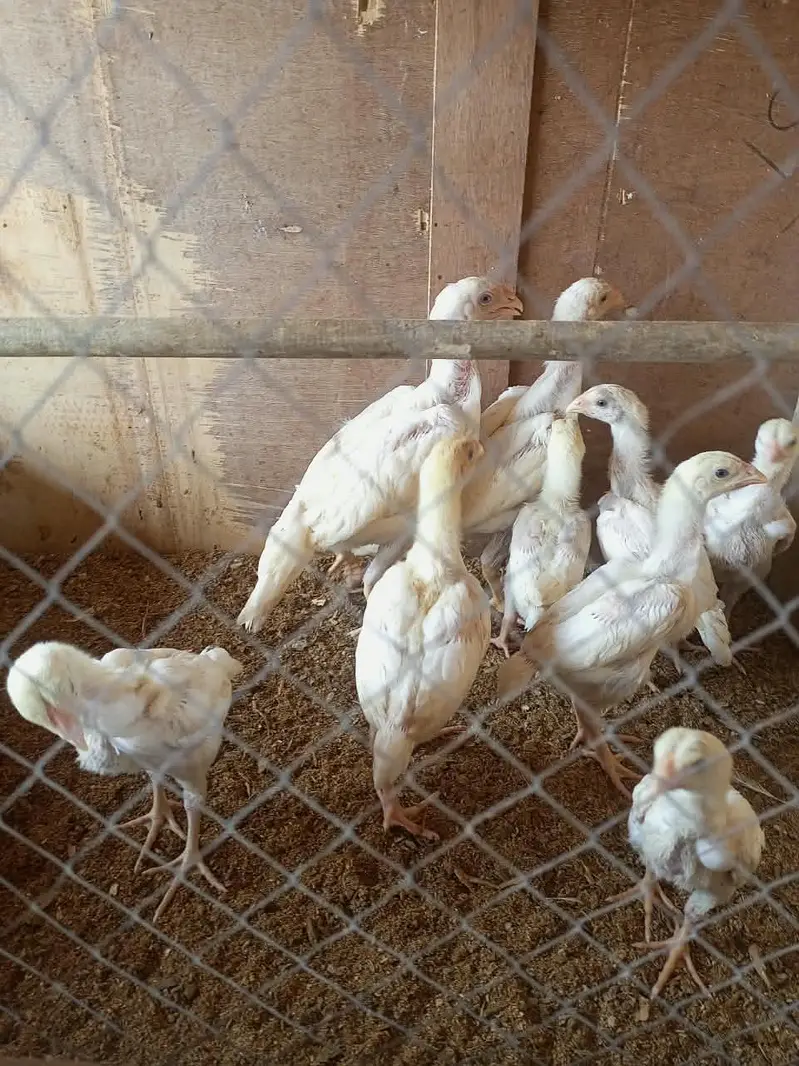 white o shamo chick's for sale — photo 10