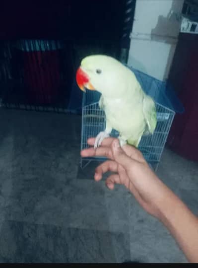 talking raw parrot