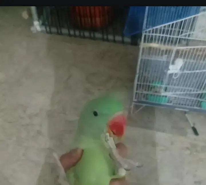 talking raw parrot — photo 2