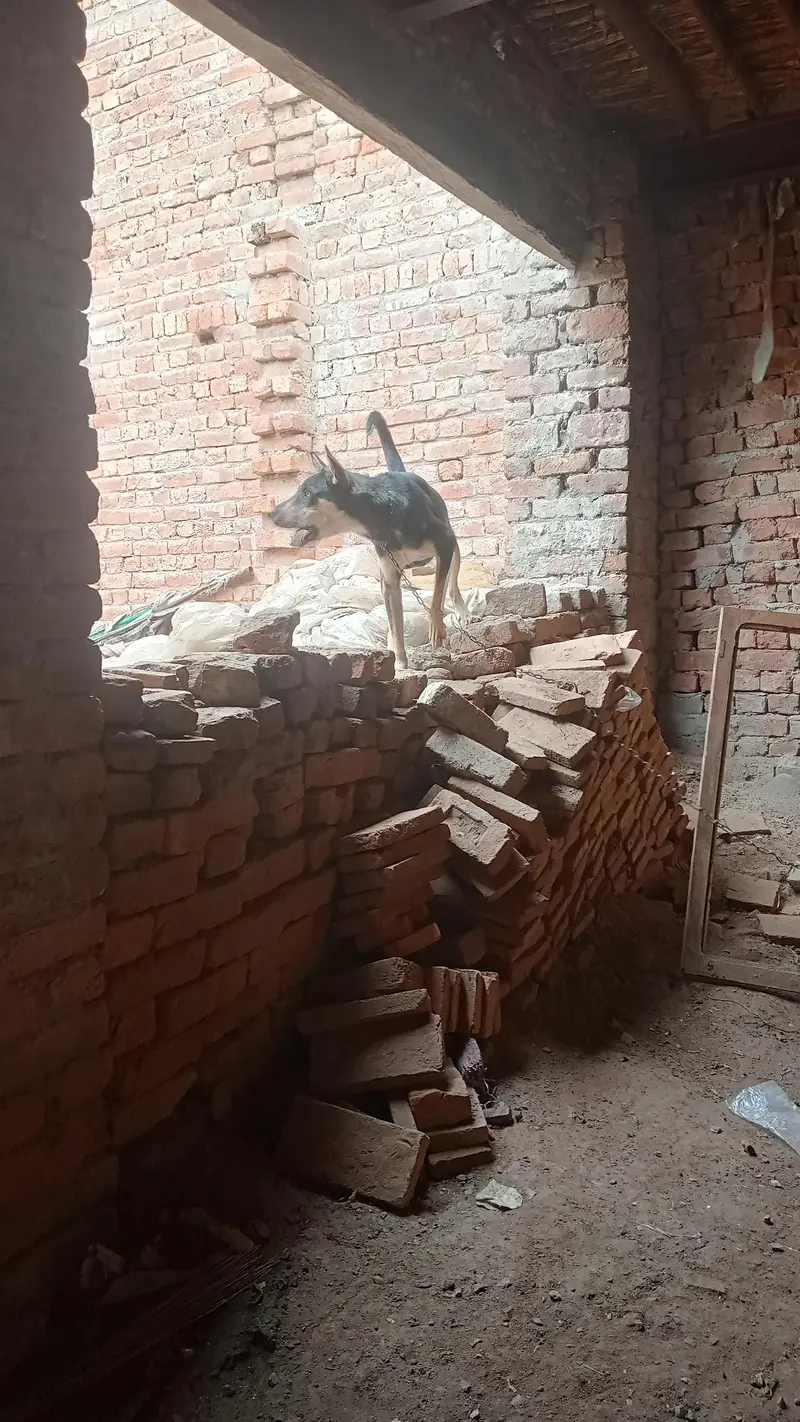 alstion bhagyari — photo 2