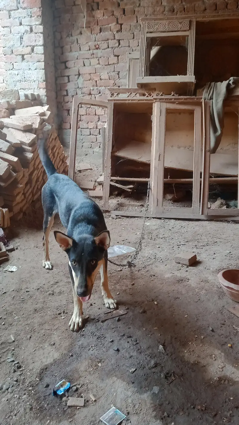 alstion bhagyari — photo 3