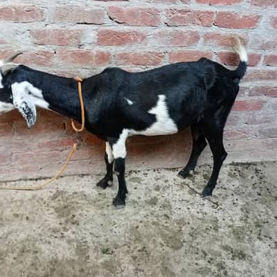 desi bakri for sale fully healthy active