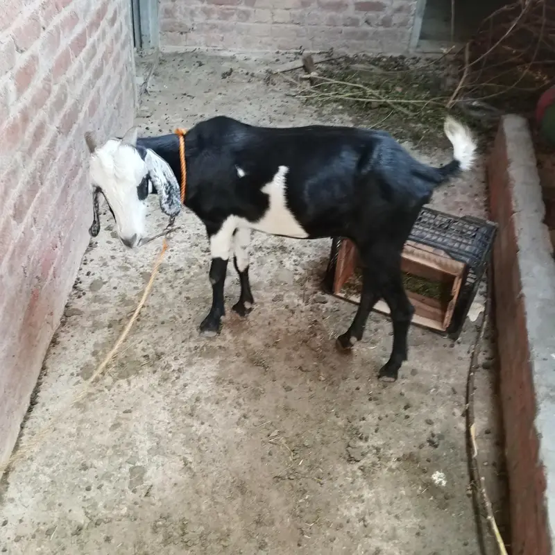 desi bakri for sale fully healthy active — photo 2