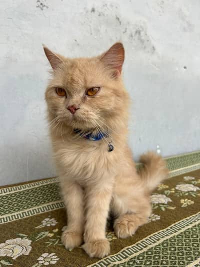 Persian cat female