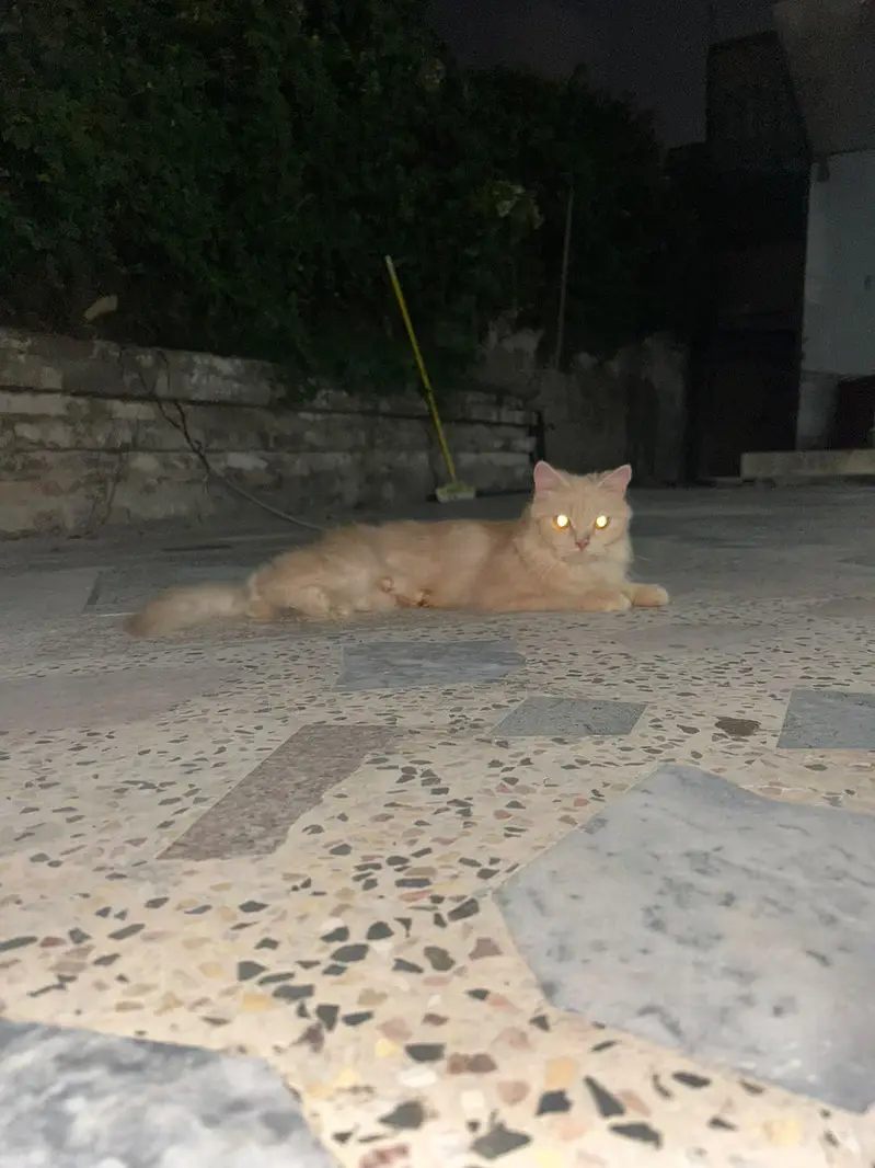 Persian cat female — photo 3