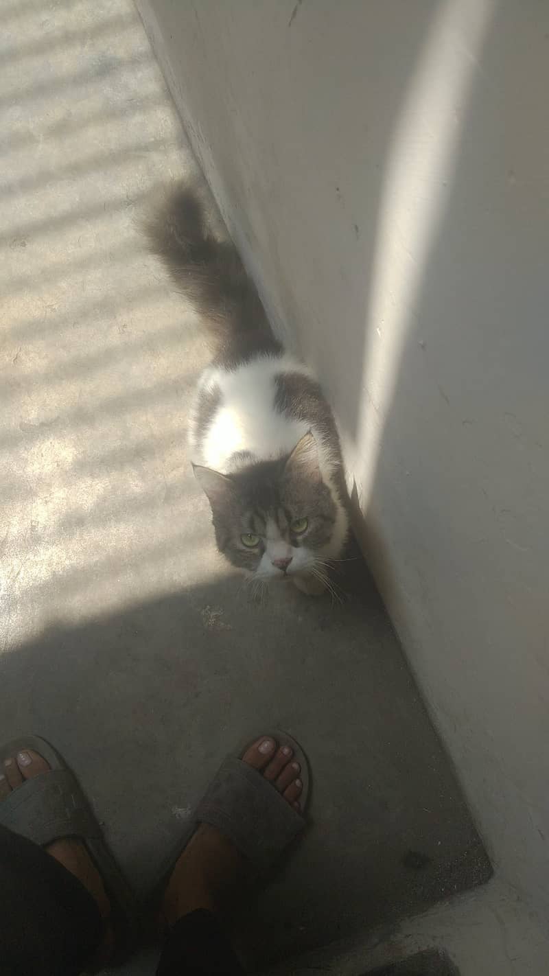 Persian cat 0