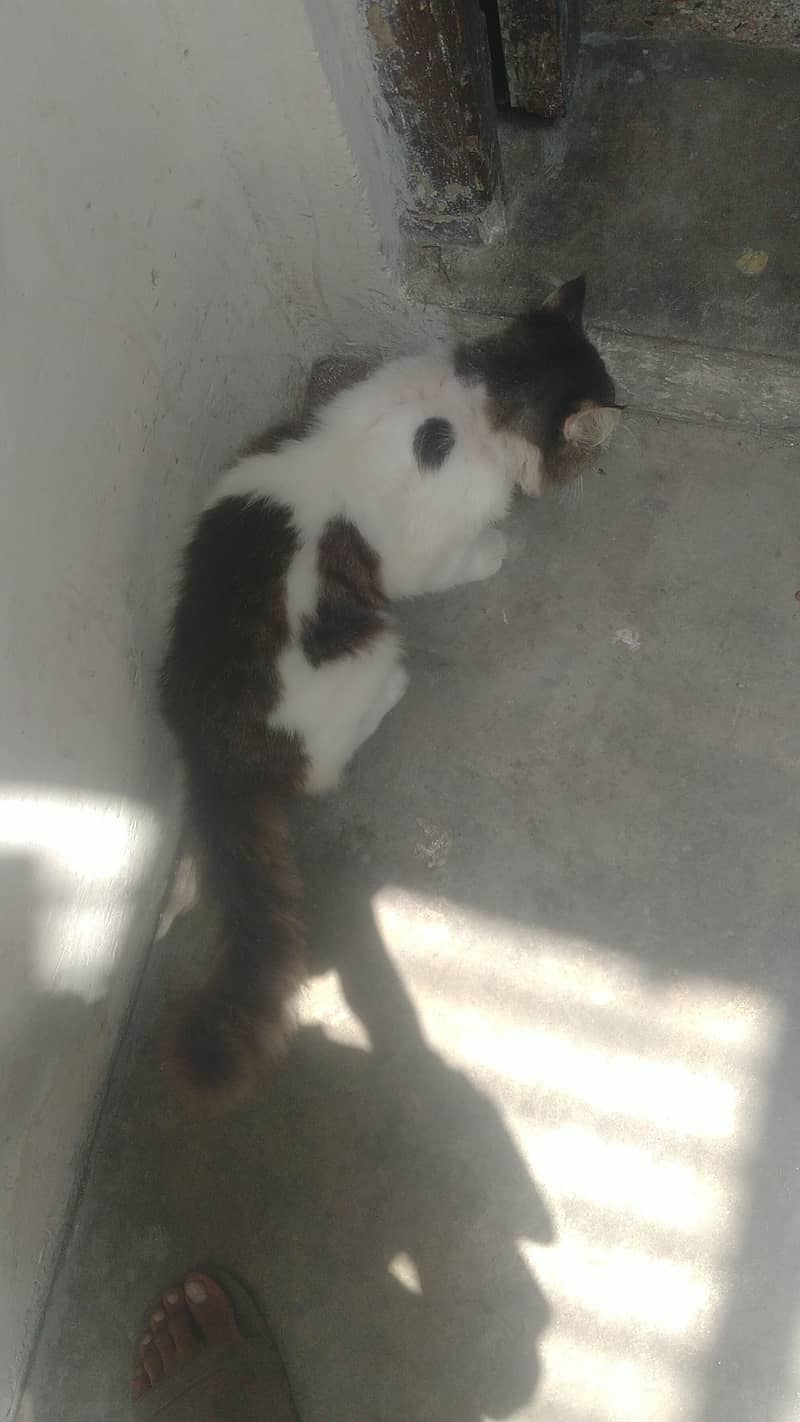 Persian cat 1