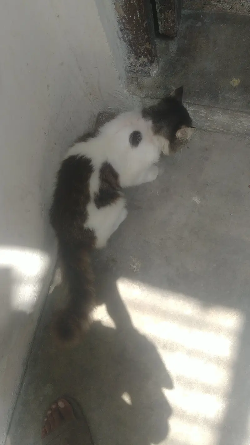 Persian cat — photo 2