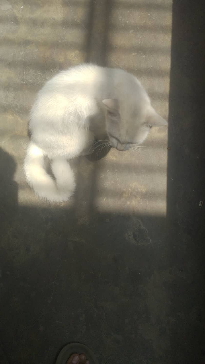 Persian cat 2