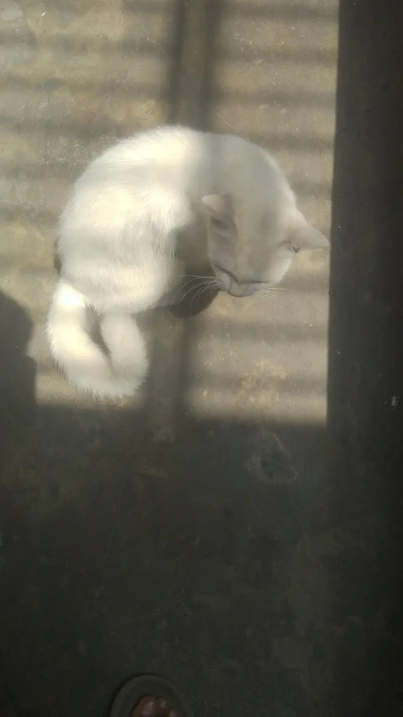 Persian cat — photo 3