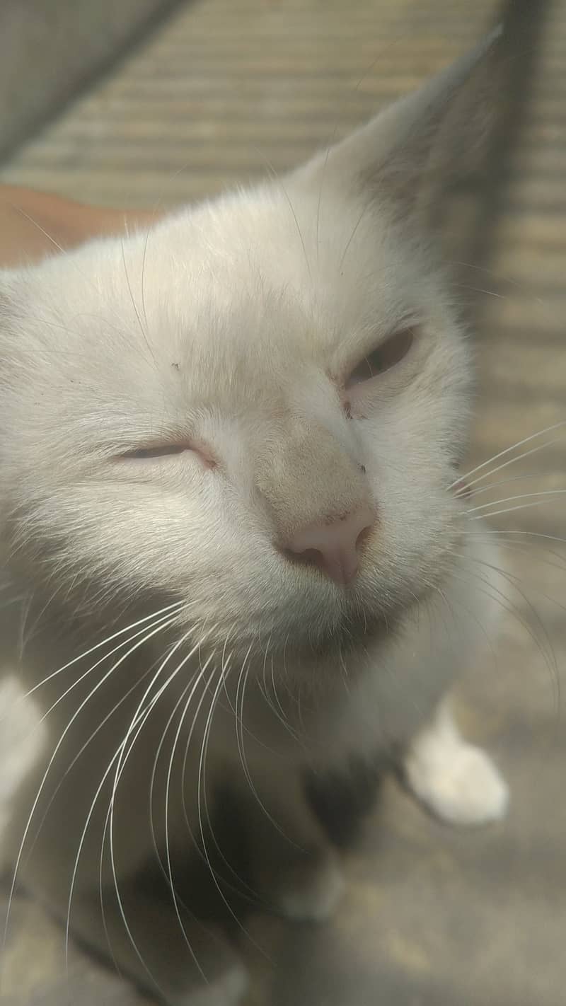 Persian cat 3