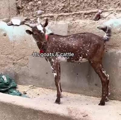 dumba Bakra bakri ( or both mall ha )