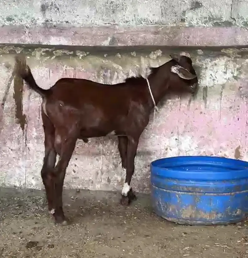 dumba Bakra bakri ( or both mall ha ) — photo 2