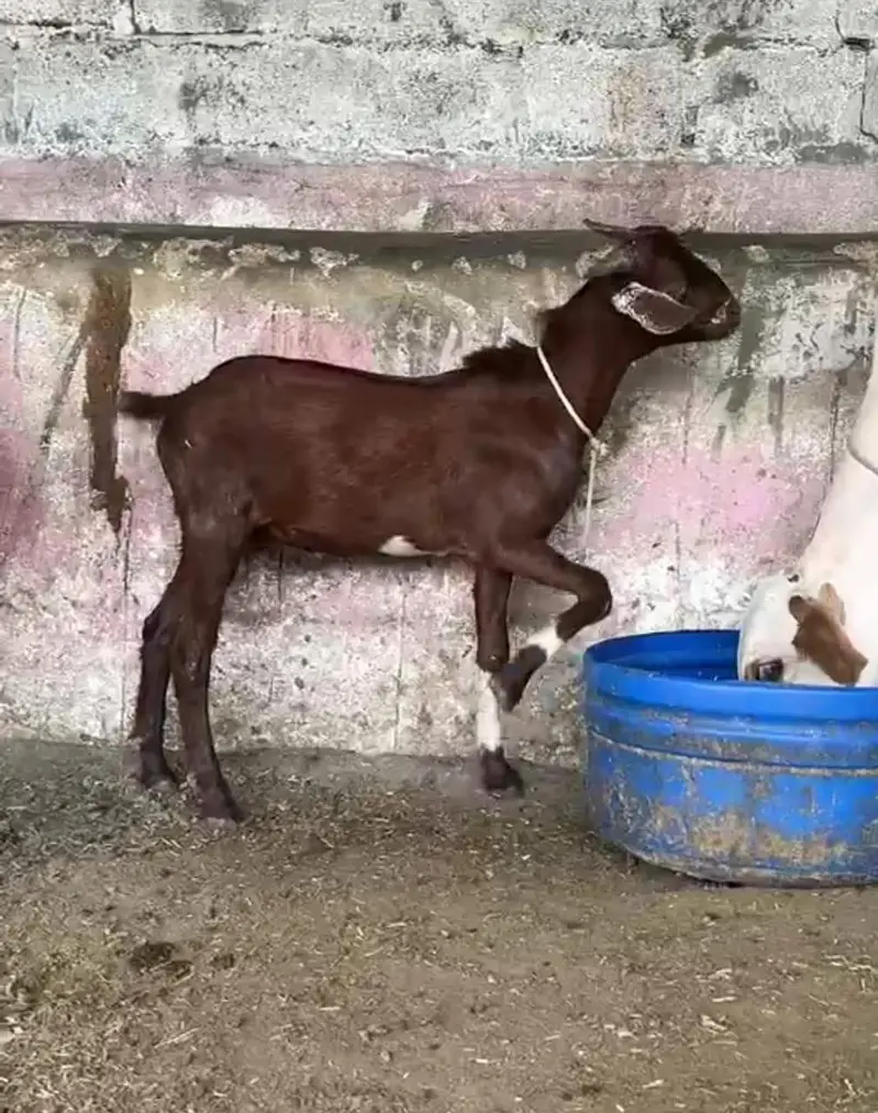 dumba Bakra bakri ( or both mall ha ) — photo 3