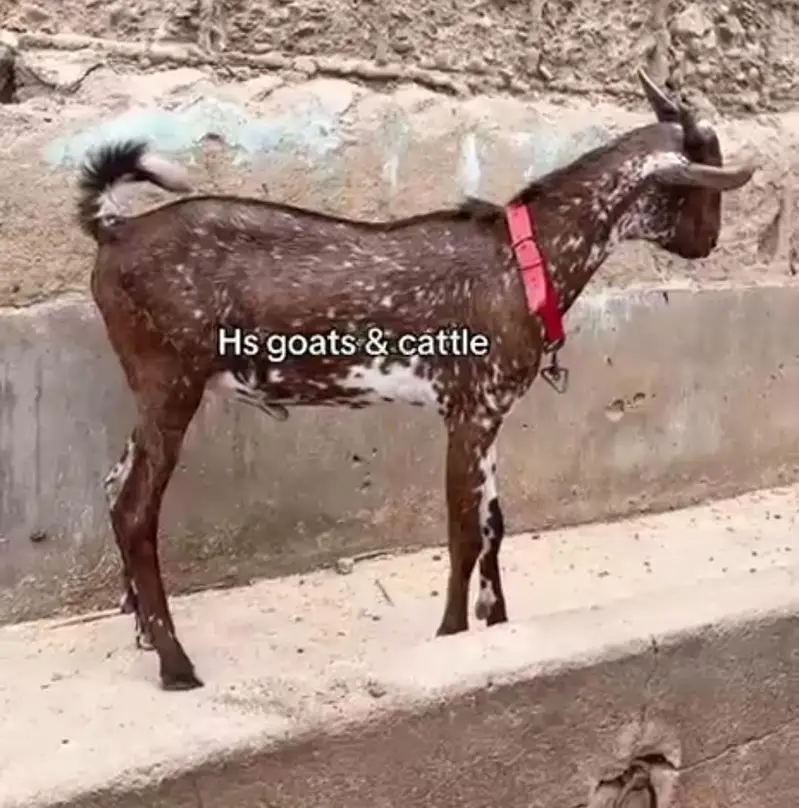 dumba Bakra bakri ( or both mall ha ) — photo 4