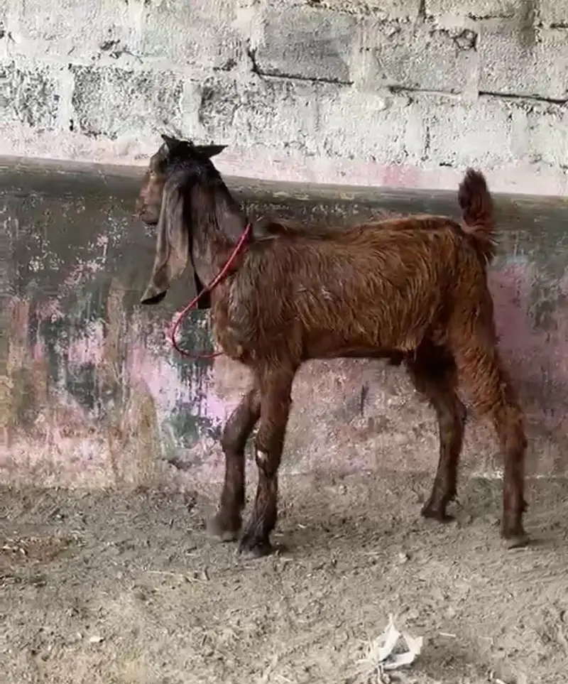 dumba Bakra bakri ( or both mall ha ) — photo 5