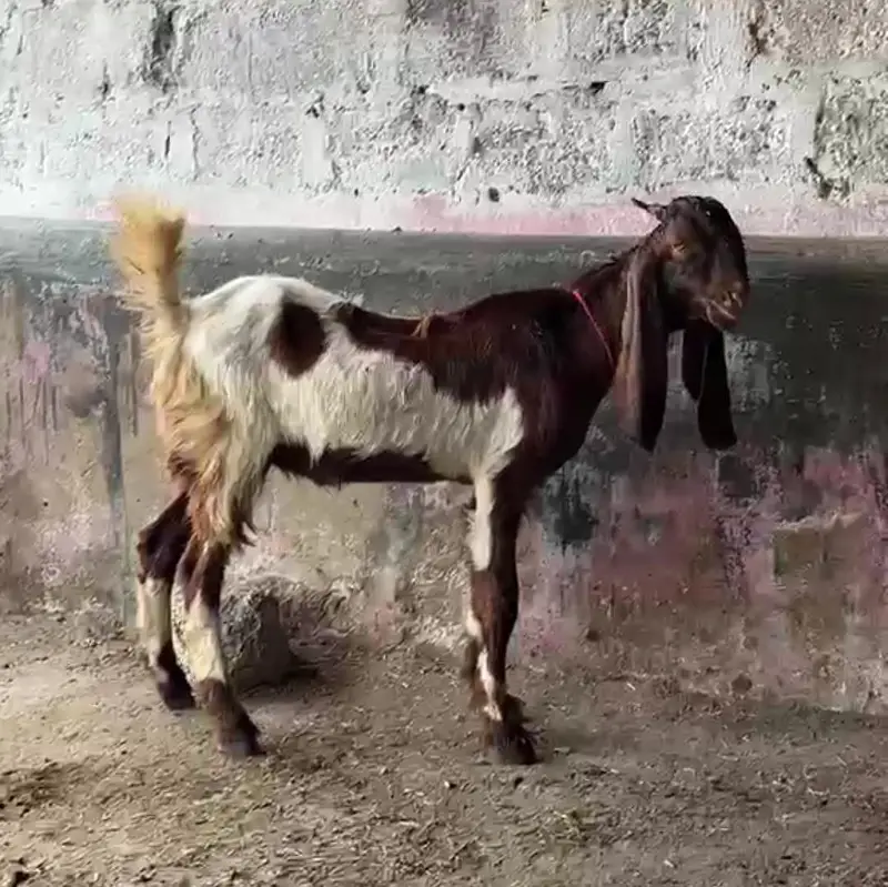 dumba Bakra bakri ( or both mall ha ) — photo 6