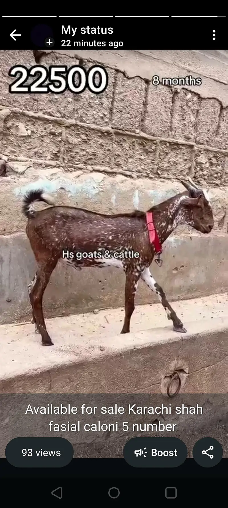 dumba Bakra bakri ( or both mall ha ) — photo 7