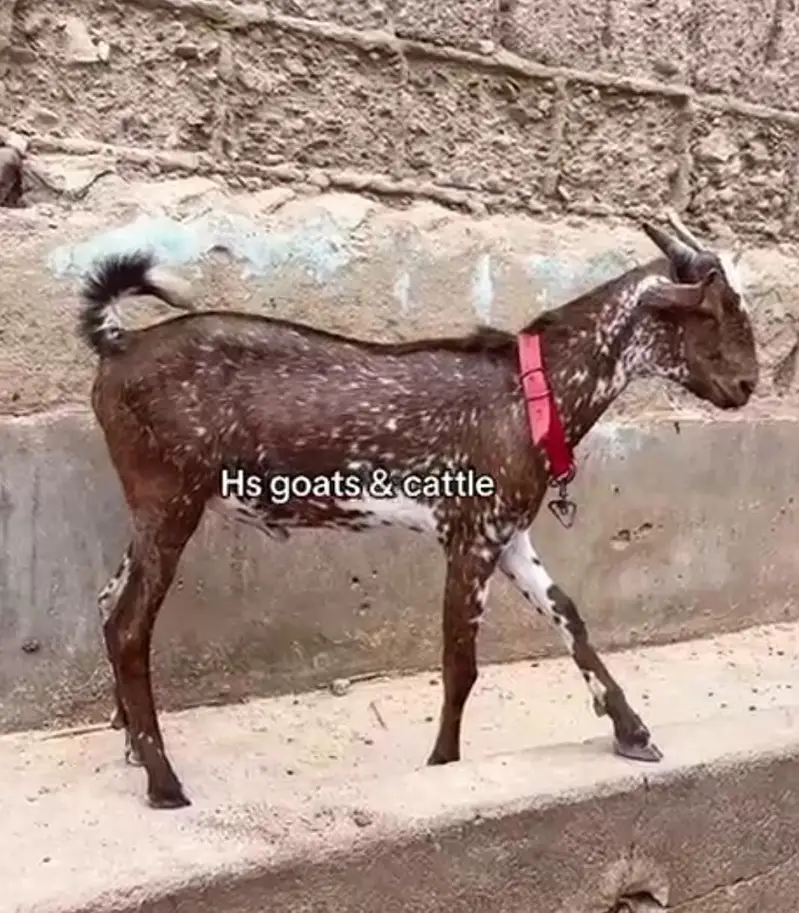 dumba Bakra bakri ( or both mall ha ) — photo 8