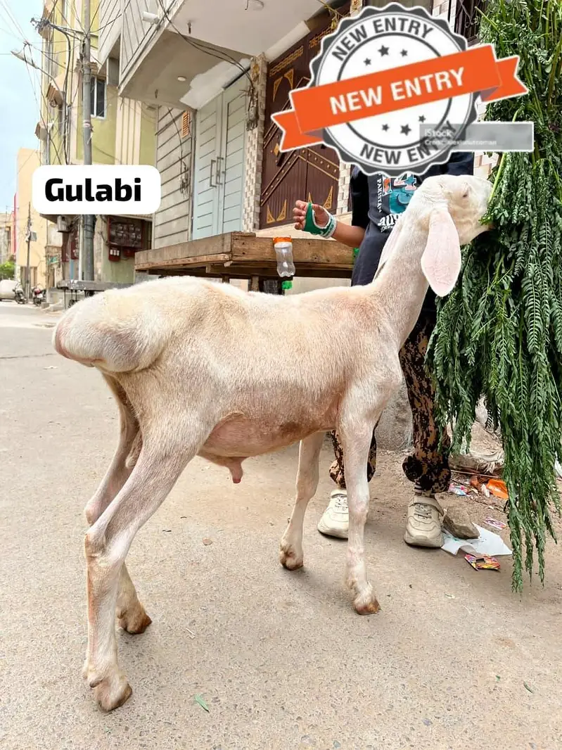 dumba Bakra bakri ( or both mall ha ) — photo 9