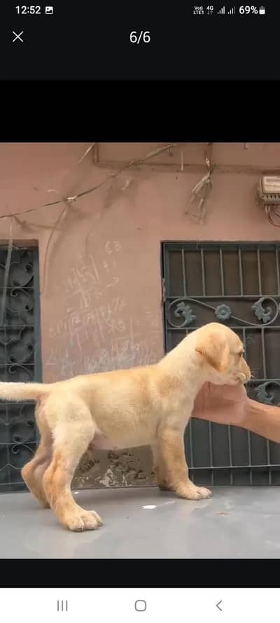 labrador for sale