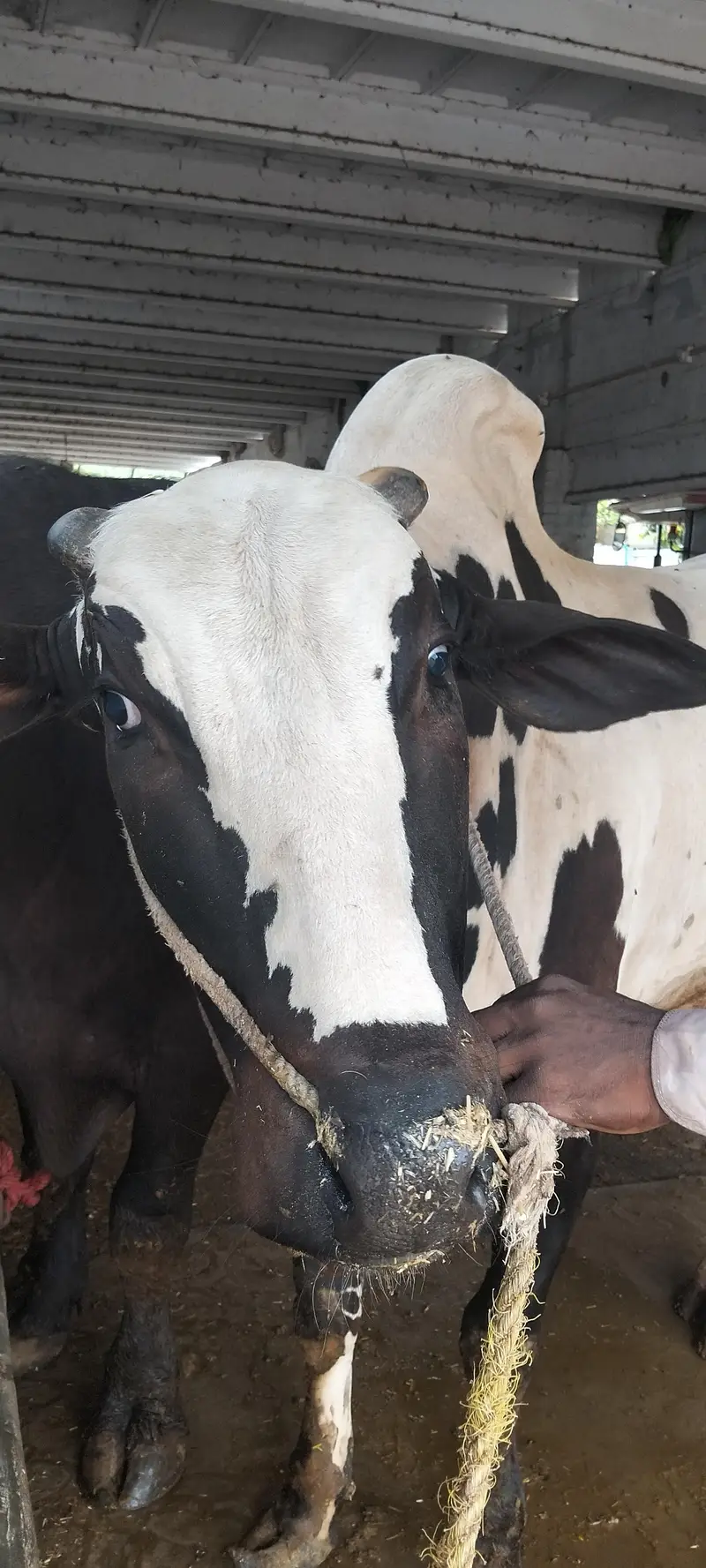Fateh Jangi Bull — photo 2