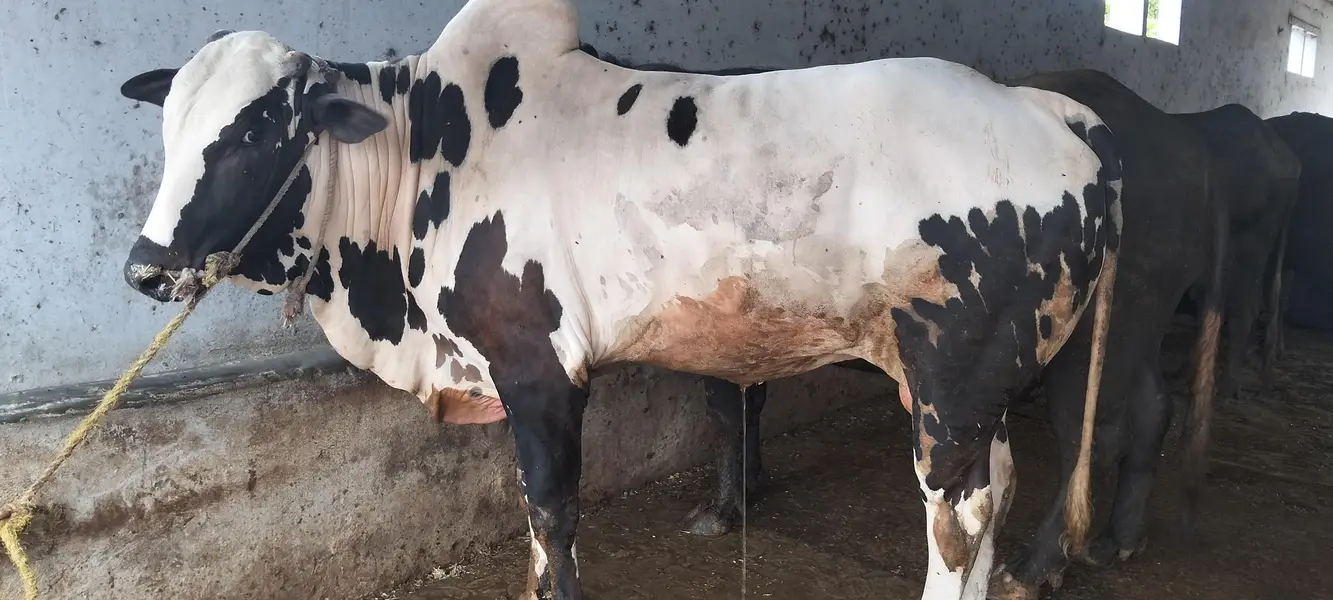 Fateh Jangi Bull — photo 3