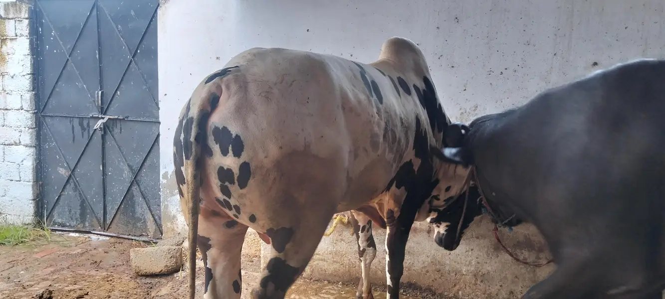 Fateh Jangi Bull — photo 4