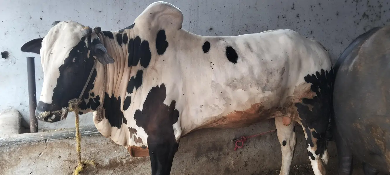 Fateh Jangi Bull — photo 5